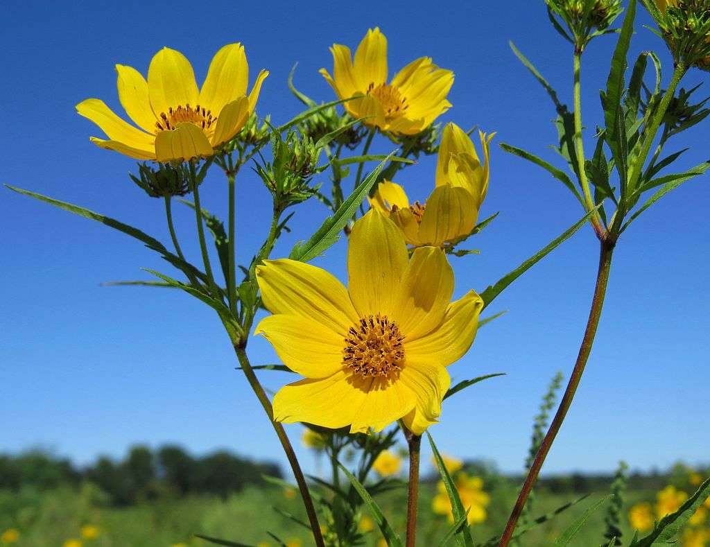 The Best Native Plants For Northern Virginia